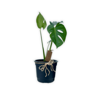 monstera deliciosa m