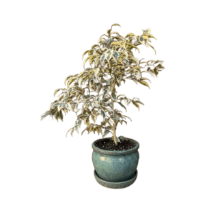 ficus hawaii
