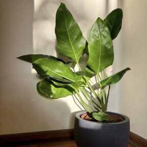 philoendro longifolio xl