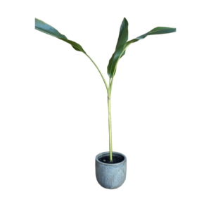 musa velutina (platanero)